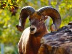Big Horn Sheep